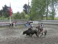 114 DSCN3547  Gaucho demonstrujÄ
 prowadzenie krowy.