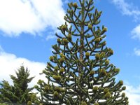 141 DSCN3768  Araukaria chilijska bogata w szyszki.