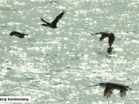 029 DSCN4293  LecÄ
 kormorany.