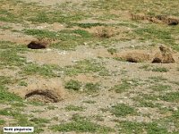 036 DSCN4359  Norki pingwinÃ³w.