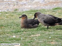 045 DSCN4427  Para wydrzykÃ³w amerykaÅskich.