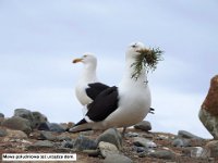 049 DSCN4459  Mewa poÅudniowa teÅ¼ urzÄ
dza dom.