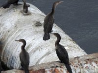 006 DSCN1555  Kormorany.