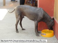 020 DSCN1608  Nagi pies peruwiaÅski. Rasa wychodowana w okresie kultur Mochica (I.-VIII w. n.e.) i Chimu (IX-XI w. n.e.). Psy te byÅy wykorzystywane do pilnowania plantacji storczykÃ³w.