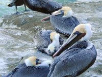 015 DSCN0241  Pelikan kalifornijski -  podgatunek pelikana brunatnego.