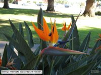 027 DSCN0294  Strelicja krÃ³lewska zwana rajskim kwiatem.